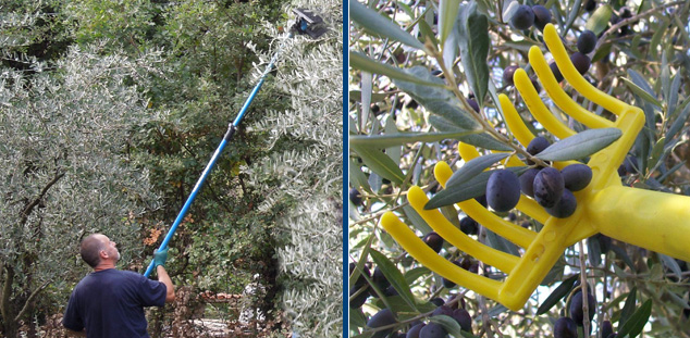 raccolta olive pettinatura