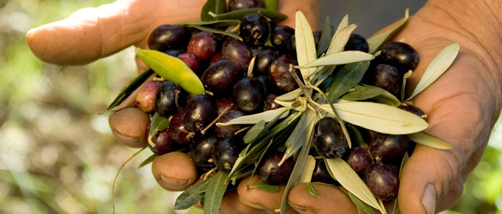 raccolta olive allia vincenzo