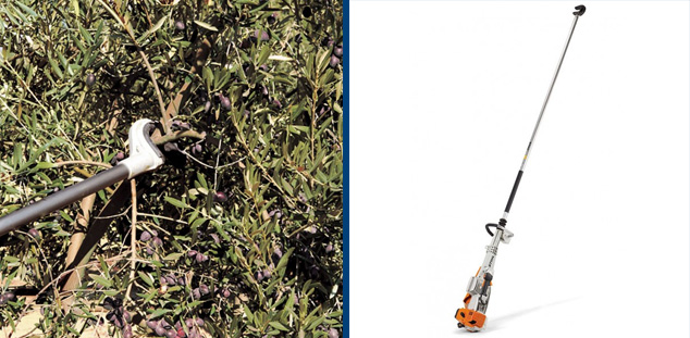 raccolta olive scrollatura stihl