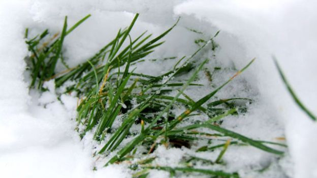 prato con neve