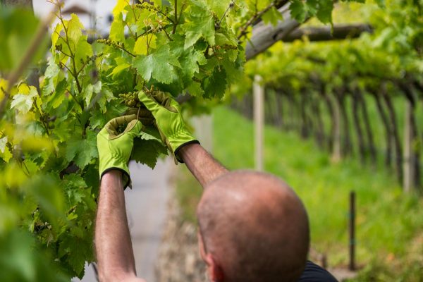guanti da lavoro per giardino